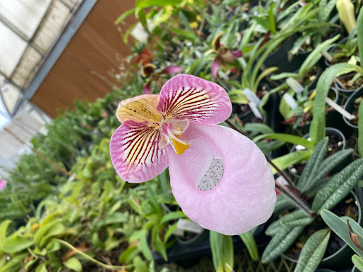 Florist «Floradise Orchids», reviews and photos, 19154 James Madison Hwy, Gordonsville, VA 22942, USA