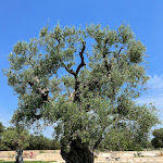 Photo n°11 de l'avis de Bernhard. fait le 19/06/2022 à 06:10 sur le  Hotel Boutique Masseria Sottomasi à Savelletri