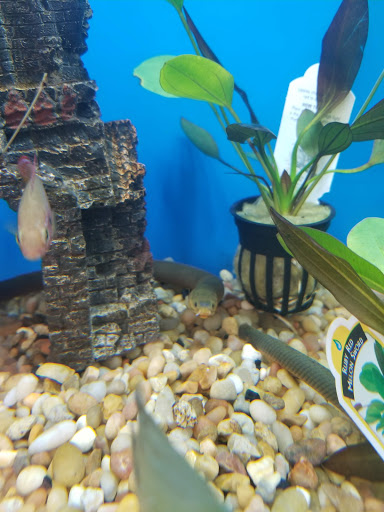 Pet Supply Store «Pet Supplies Plus», reviews and photos, 2927 Riley Fuzzel Rd #400, Spring, TX 77386, USA