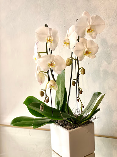 Florist «Magical Blooms», reviews and photos, 1417 S Pacific Coast Hwy, Redondo Beach, CA 90277, USA