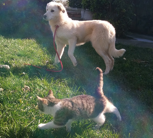 Pensioni per cani e dog hotel a Pet Service srl