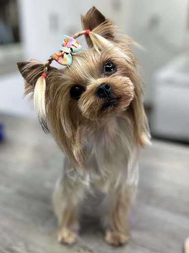 Tistel Peluquería y Estética Canina - Guernica