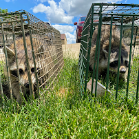 Steel City Wildlife Control - Car repair in Jefferson Hills, PA, Pittsburgh - Rated 4.9/5