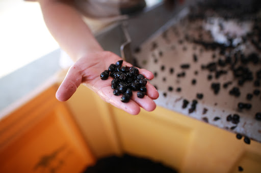 Winery «Overmountain Vineyards», reviews and photos, 2014 Sandy Plains Rd, Tryon, NC 28782, USA