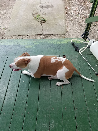 Acadia Animal Clinic, Inc. image