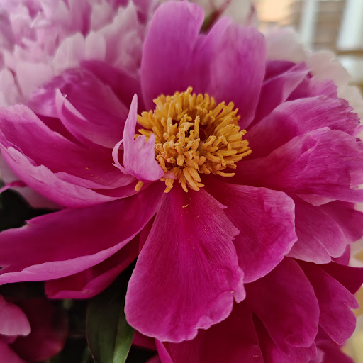 Grocery Store «H-E-B», reviews and photos, 7988 Farm to Market Rd 1488, Magnolia, TX 77354, USA