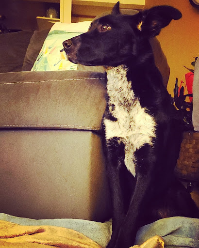 Petco Dog Training image
