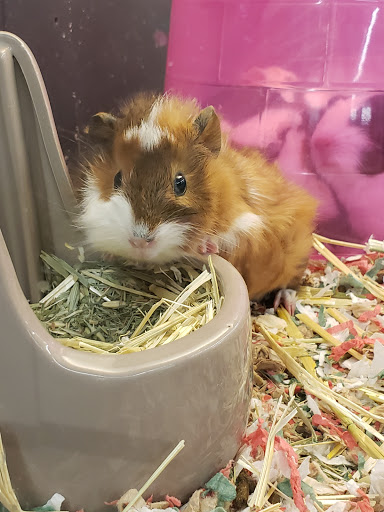 Pet Supply Store «PetSmart», reviews and photos, 4429 Pecanland Mall Dr, Monroe, LA 71203, USA