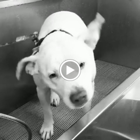 Pet Supply Store «Lemos Feed & Pet Supply», reviews and photos, 1320 Main St, Morro Bay, CA 93442, USA