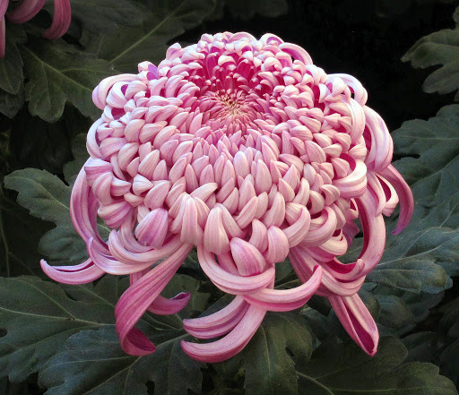 Explore breaking benjamin tattoo ideas, creative tattoo ideas in Phoenix, available at Revival Art Collective