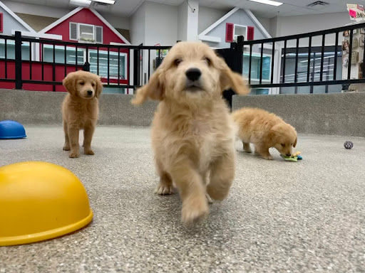 Pet Store «Animal Kingdom», reviews and photos, 4500 N Oracle Rd #254, Tucson, AZ 85705, USA