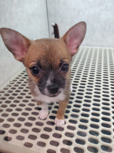 Pet Store «Pet City Pet Shops», reviews and photos, 750 Citadel Dr N # 2092, Colorado Springs, CO 80909, USA