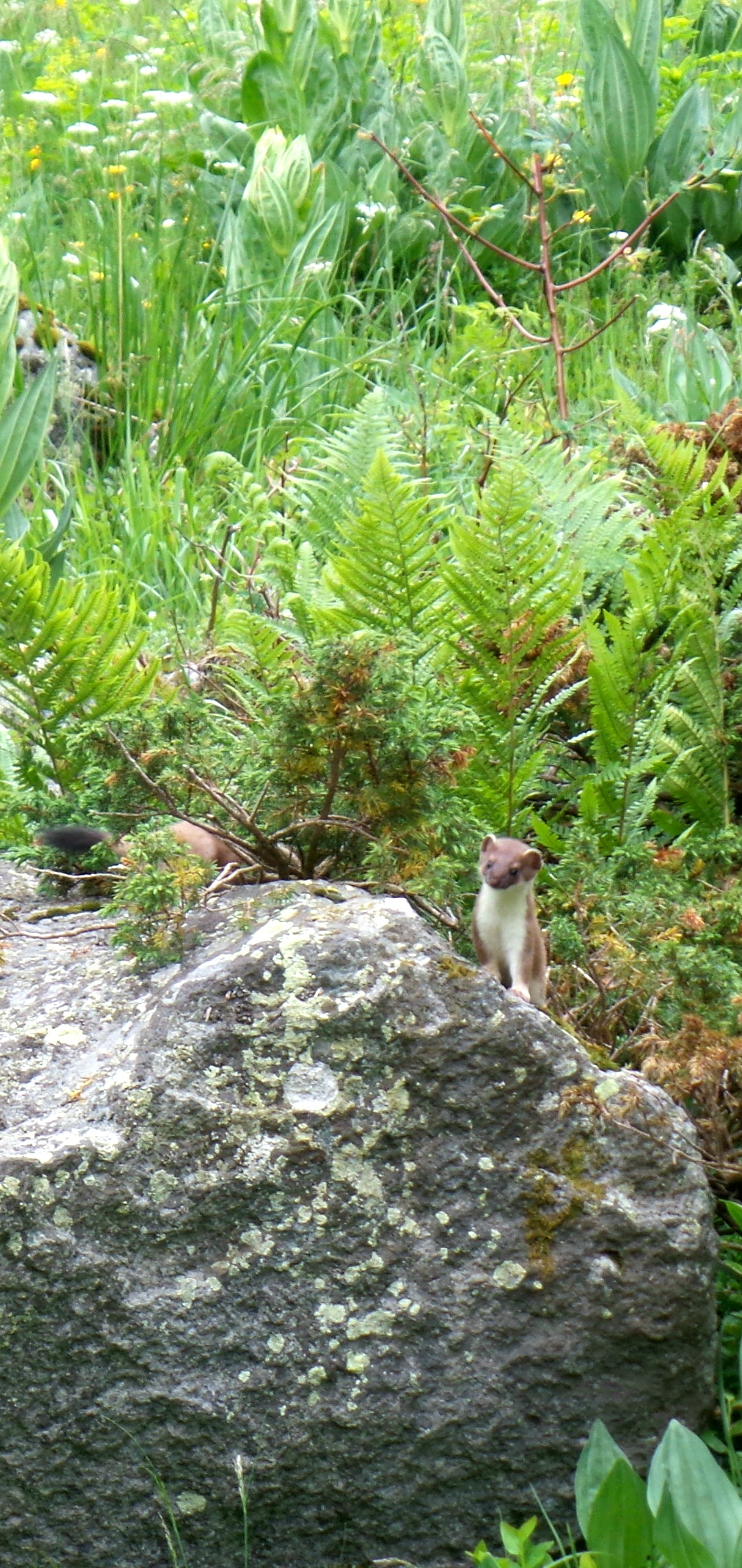 Photo n° 3 de l'avis de Pierre.. fait le 23/06/2021 à 20:48