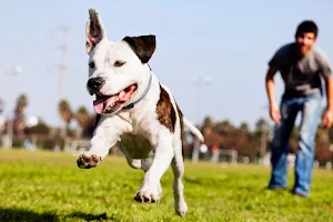 Furball Fitness Dog Walking & Pet Care image