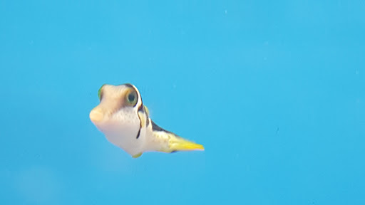 Tropical Fish Store «Scranton Aquarium», reviews and photos, 1819 Sanderson Ave, Scranton, PA 18509, USA