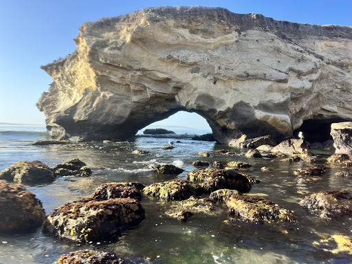 Surf Shop «Pismo Beach Surf Shop», reviews and photos, 470 Price St, Pismo Beach, CA 93449, USA