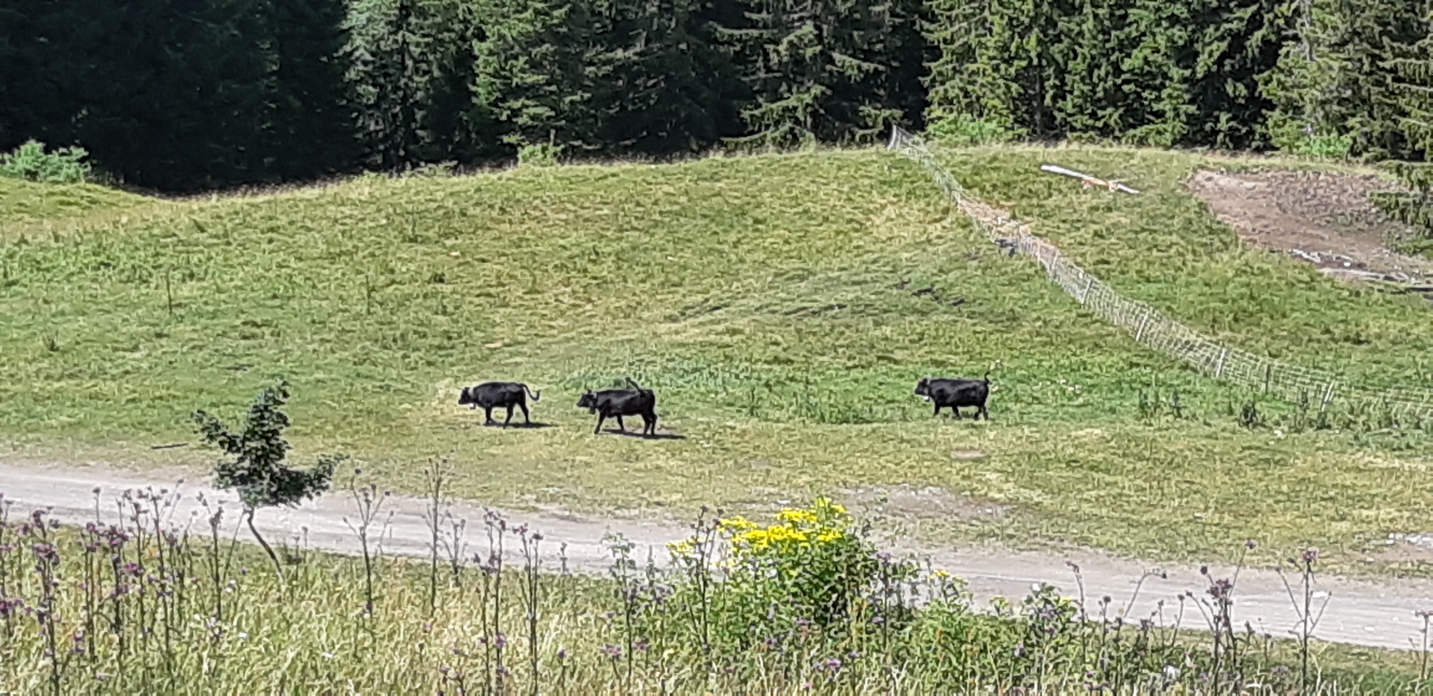 Photo n° 20 de l'avis de Joelle.e fait le 20/07/2018 à 19:26