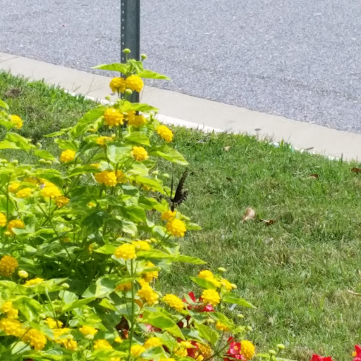 American Restaurant «Cracker Barrel Old Country Store», reviews and photos, 4700 Portsmouth Blvd, Chesapeake, VA 23321, USA