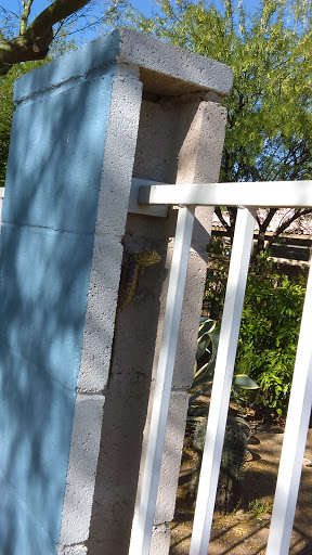 Golf Course «El Conquistador Golf & Tennis», reviews and photos, 10555 N La Cañada Dr, Oro Valley, AZ 85737, USA