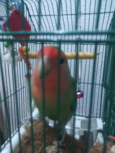 Pet Store «El Palomar Pet Shop Inc», reviews and photos, 4712 W Flagler St, Coral Gables, FL 33134, USA