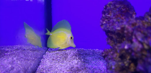 Pet Supply Store «Petco Animal Supplies», reviews and photos, 13053 Lee Jackson Memorial Hwy b, Fairfax, VA 22033, USA