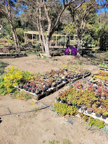 Opiniones de Vivero Suculentas Laguna Verde en Valparaíso - Centro de jardinería