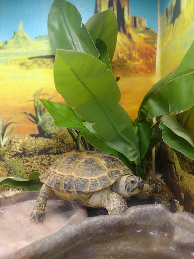 Pet Supply Store «Pet Supplies Plus», reviews and photos, 4405 Milestrip Rd, Blasdell, NY 14219, USA