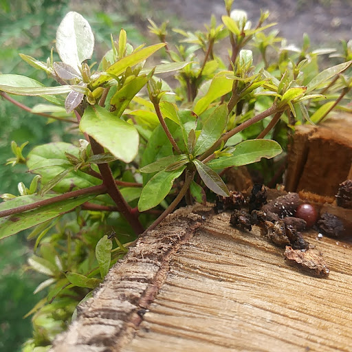 Performing Arts Theater «Barbara B. Mann Performing Arts Hall», reviews and photos, 13350 FSW Pkwy, Fort Myers, FL 33919, USA