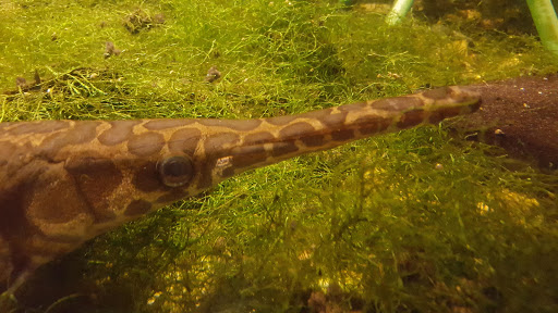 Natural History Museum «The Witt Stephens Jr. Central Arkansas Nature Center», reviews and photos, 602 President Clinton Ave, Little Rock, AR 72201, USA