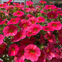 JMF Landscaping, Garden Center & Nursery - Photo 8 - Car repair in Holbrook, MA, Brockton