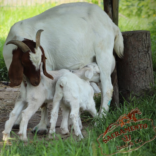Pet Supply Store «Elverta Feed Pet & Tack Inc», reviews and photos, 7831 Rio Linda Blvd, Elverta, CA 95626, USA