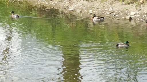 Ice Skating Rink «The Edge Ice Arena», reviews and photos, 735 E Jefferson St, Bensenville, IL 60106, USA