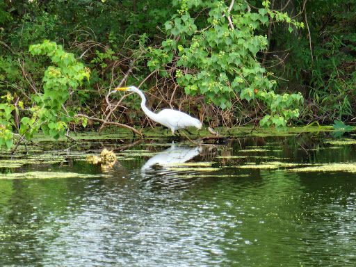 Golf Course «Audubon Park Golf Course», reviews and photos, 6500 Magazine St, New Orleans, LA 70118, USA