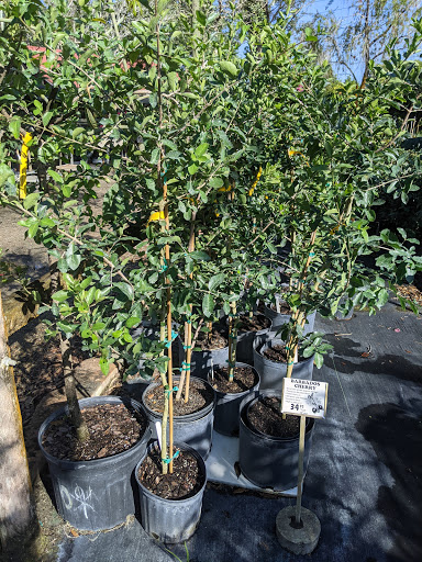 Florist «Weatherbee Nursery», reviews and photos, 701 E Weatherbee Rd, Fort Pierce, FL 34982, USA