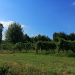 Photo n°2 de l'avis de Lorenzo.l fait le 16/08/2019 à 14:26 sur le  L'oca D'oro à Ziano Piacentino