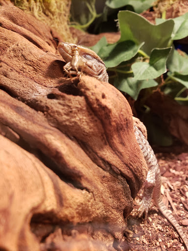 Pet Store «Animal Attraction», reviews and photos, 2518 11th Ave, Greeley, CO 80631, USA