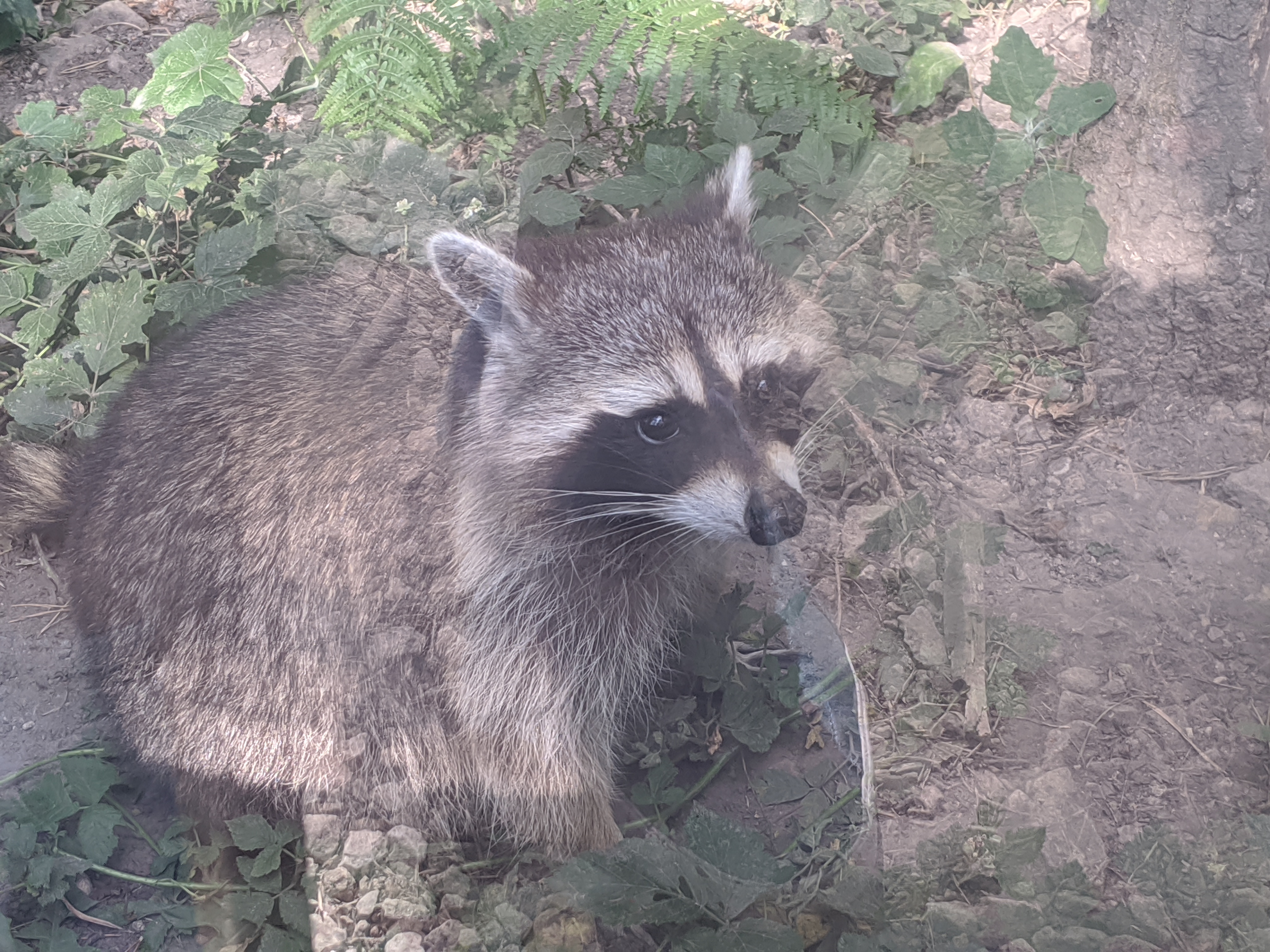 Photo n° 7 de l'avis de jph.e fait le 04/08/2020 à 17:20