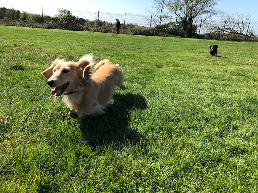 Harvington Kennels & Cattery