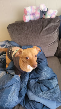 Elliotts For Pets - Photo 4 - Car repair in Riverside, CA, Riverside