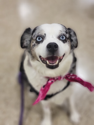 Pet Supply Store «PetSmart», reviews and photos, 7850 W Commercial Blvd, Lauderhill, FL 33351, USA