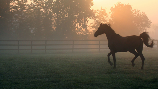 Tack Shop «The Surrey Saddlery», reviews and photos, 14120 Darnestown Rd, Darnestown, MD 20874, USA