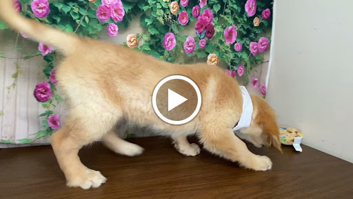 Pet Store «Puppy Love», reviews and photos, 4802 Valley View Blvd NW Uf290, Roanoke, VA 24012, USA