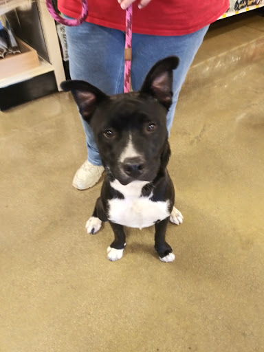 Pet Supply Store «PetSmart», reviews and photos, 4824 211th St, Matteson, IL 60443, USA