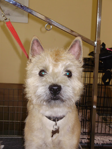 Anna-Marie's Hundesalon in Bjerringbro, Viborg