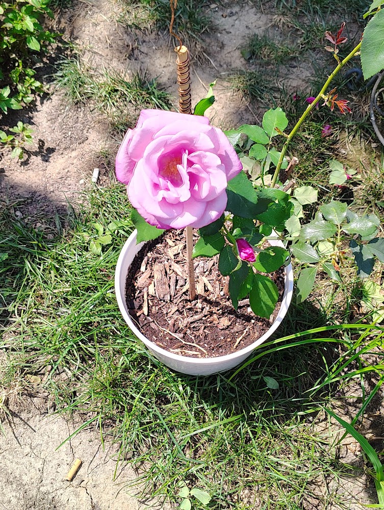 ASAP Bail Bonds Inc location