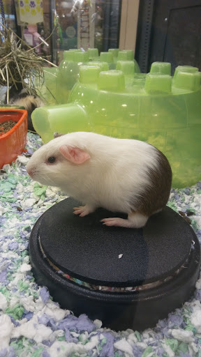 Pet Supply Store «PetSmart», reviews and photos, 8660 Airline Hwy, Baton Rouge, LA 70815, USA