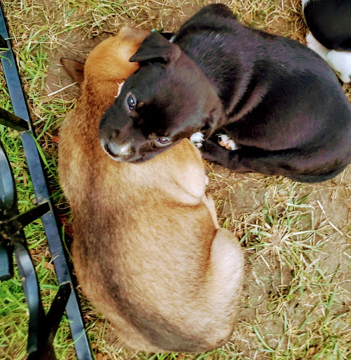 Pet Supply Store «Petco Animal Supplies», reviews and photos, 5027 Monroe St, Toledo, OH 43623, USA