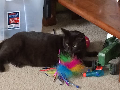 Pet Supply Store «Pet Supplies Plus», reviews and photos, 1411 S Stockton St, Lodi, CA 95240, USA