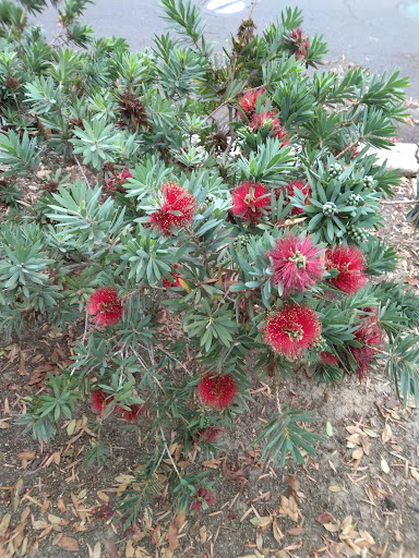 Park «University Community Park», reviews and photos, 1 Beech Tree Ln, Irvine, CA 92612, USA