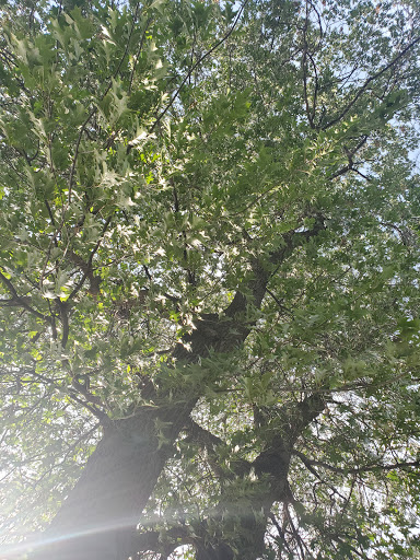 Park «Crooked Lake Park», reviews and photos, 13180 Crooked Lake Blvd NW, Coon Rapids, MN 55448, USA